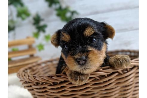 成約済の静岡県のヨークシャーテリア-71339の3枚目