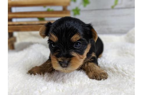 成約済の静岡県のヨークシャーテリア-71339の2枚目