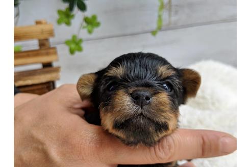 成約済の静岡県のヨークシャーテリア-71340の7枚目