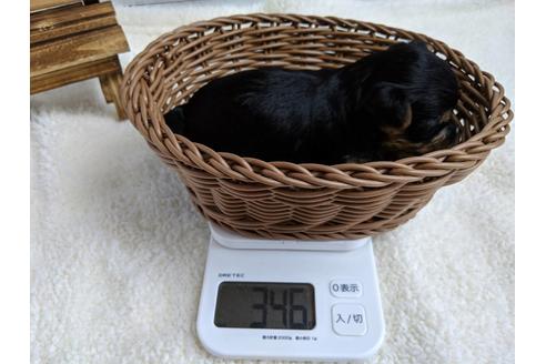 成約済の静岡県のヨークシャーテリア-71340の6枚目