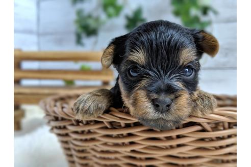 成約済の静岡県のヨークシャーテリア-71340の5枚目
