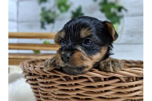 成約済の静岡県のヨークシャーテリア-71340の4枚目