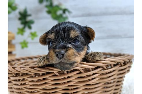成約済の静岡県のヨークシャーテリア-71340の3枚目