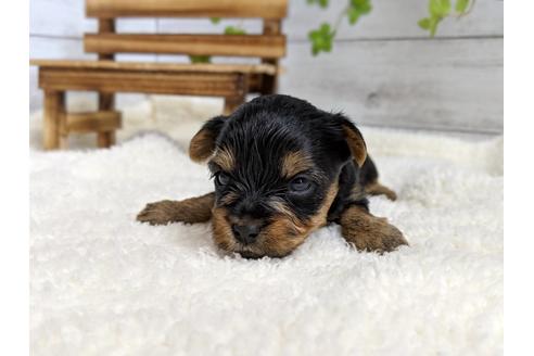 成約済の静岡県のヨークシャーテリア-71340の2枚目