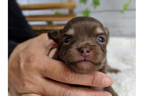 成約済の静岡県のチワワ(ロングコート)-71341の8枚目