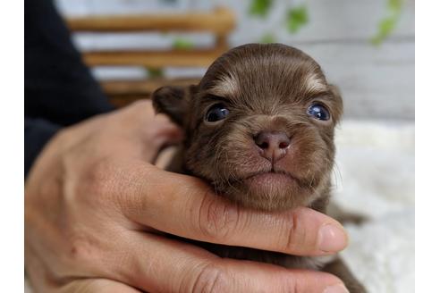 成約済の静岡県のチワワ(ロングコート)-71341の7枚目