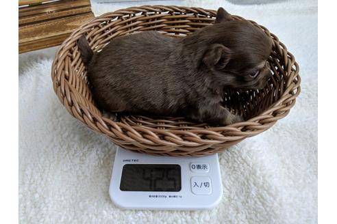 成約済の静岡県のチワワ(ロングコート)-71341の6枚目