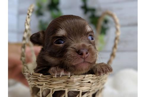 成約済の静岡県のチワワ(ロングコート)-71341の5枚目