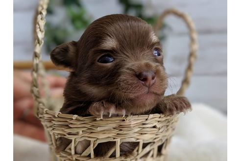 成約済の静岡県のチワワ(ロングコート)-71341の4枚目