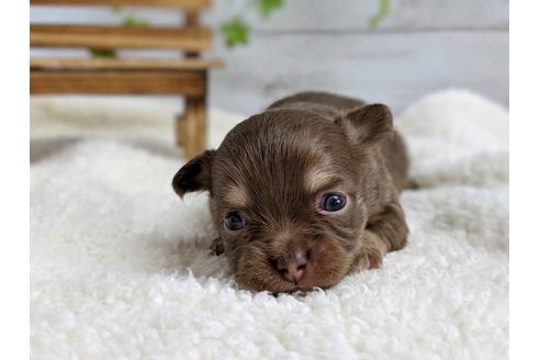 成約済の静岡県のチワワ(ロングコート)-71341の3枚目