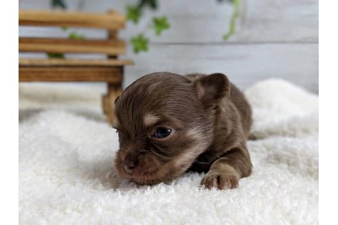 成約済の静岡県のチワワ(ロングコート)-71341の2枚目