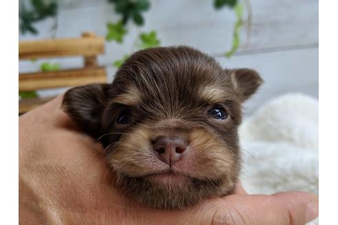 成約済の静岡県のチワワ(ロングコート)-71342の6枚目