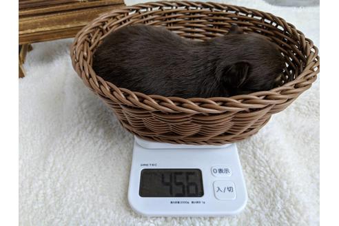 成約済の静岡県のチワワ(ロングコート)-71342の5枚目