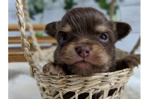 成約済の静岡県のチワワ(ロングコート)-71342の4枚目