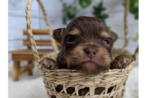 成約済の静岡県のチワワ(ロングコート)-71342の3枚目