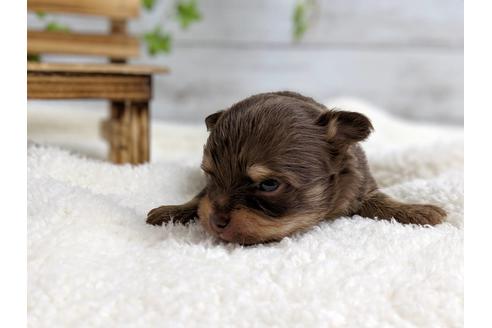 成約済の静岡県のチワワ(ロングコート)-71342の2枚目