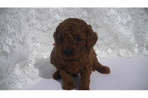 成約済の福岡県のタイニープードル-70915の10枚目