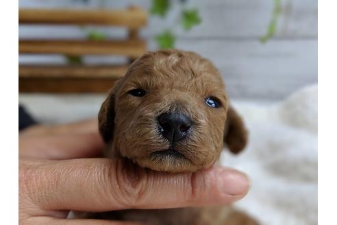 成約済の静岡県のトイプードル-72581の7枚目