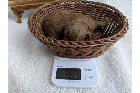 成約済の静岡県のトイプードル-72581の6枚目