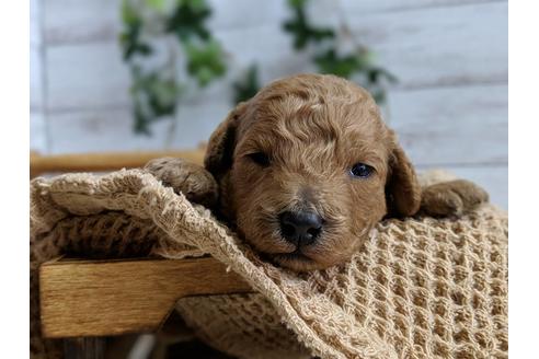 成約済の静岡県のトイプードル-72581の5枚目