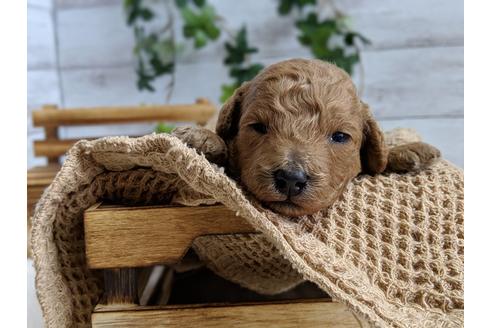 成約済の静岡県のトイプードル-72581の4枚目