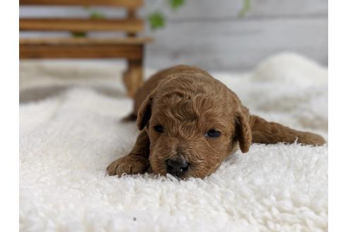 成約済の静岡県のトイプードル-72581の3枚目