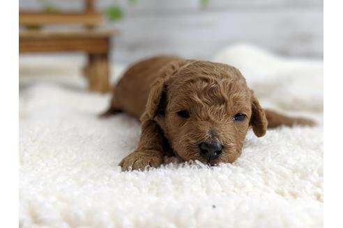 成約済の静岡県のトイプードル-72581の2枚目