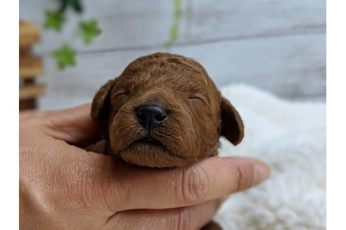 成約済の静岡県のトイプードル-72582の6枚目