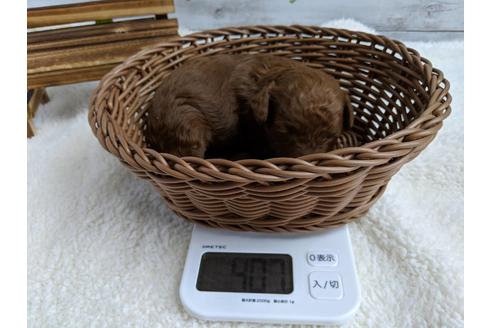 成約済の静岡県のトイプードル-72582の5枚目