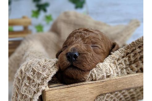 成約済の静岡県のトイプードル-72582の4枚目