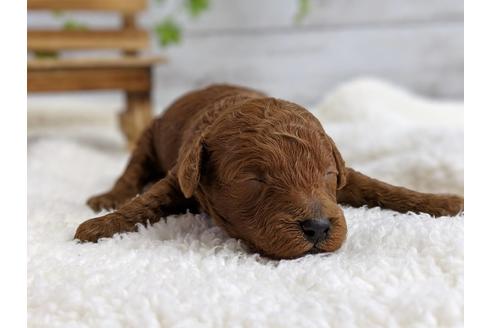 成約済の静岡県のトイプードル-72582の3枚目