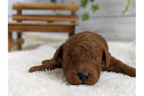 成約済の静岡県のトイプードル-72582の2枚目