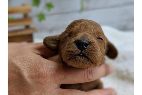 成約済の静岡県のトイプードル-72587の7枚目