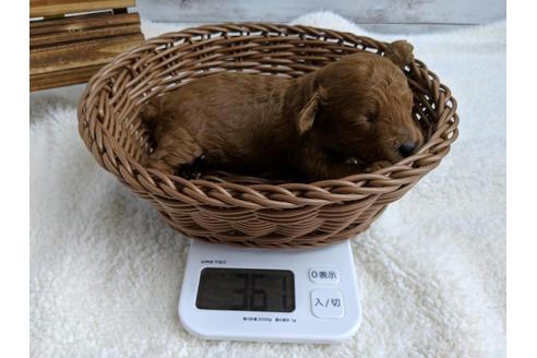 成約済の静岡県のトイプードル-72587の6枚目