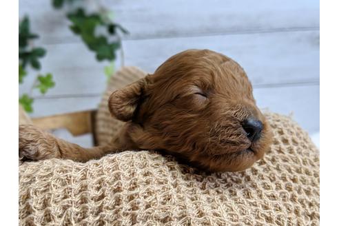 成約済の静岡県のトイプードル-72587の5枚目