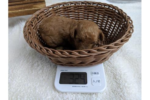 成約済の静岡県のトイプードル-72589の6枚目