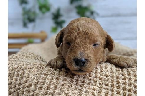 成約済の静岡県のトイプードル-72589の5枚目