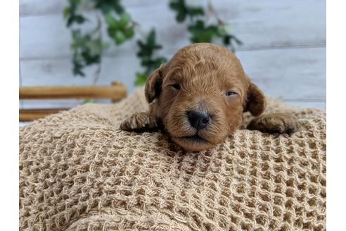 成約済の静岡県のトイプードル-72589の4枚目