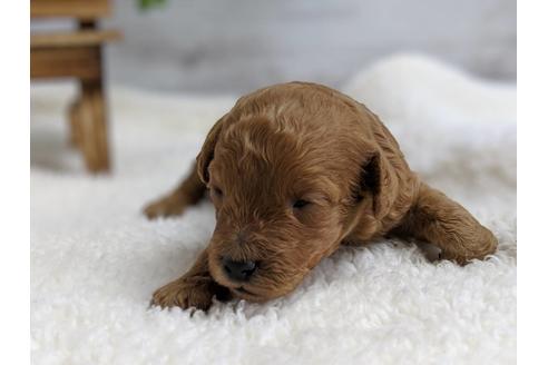 成約済の静岡県のトイプードル-72589の3枚目