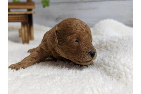 成約済の静岡県のトイプードル-72589の2枚目