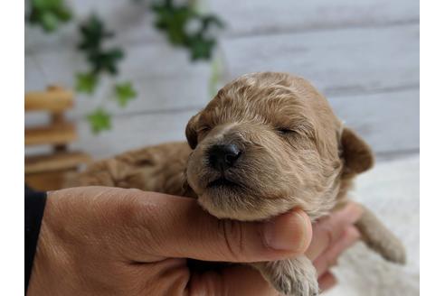 成約済の静岡県のトイプードル-72592の9枚目