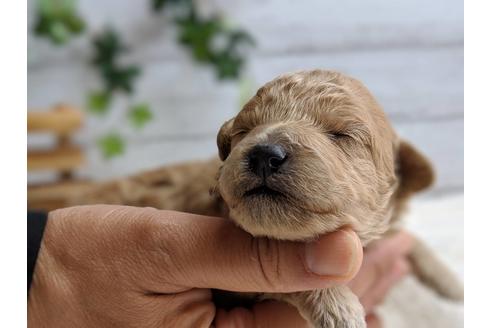 成約済の静岡県のトイプードル-72592の8枚目
