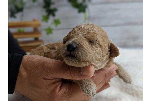 成約済の静岡県のトイプードル-72592の7枚目