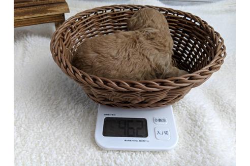 成約済の静岡県のトイプードル-72592の6枚目