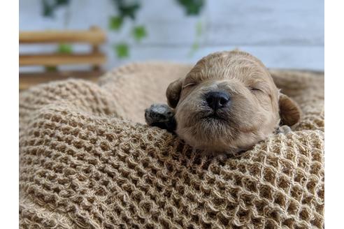 成約済の静岡県のトイプードル-72592の5枚目