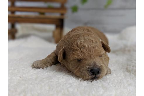 成約済の静岡県のトイプードル-72592の4枚目