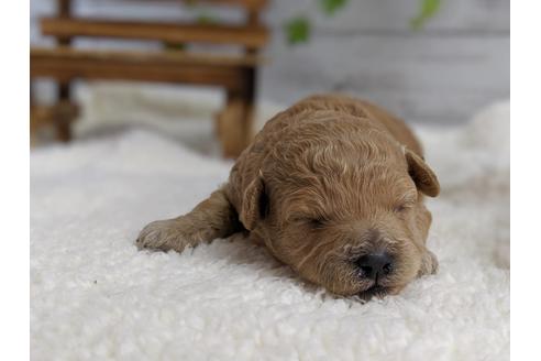 成約済の静岡県のトイプードル-72592の3枚目