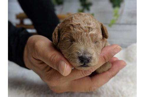 成約済の静岡県のトイプードル-72594の10枚目