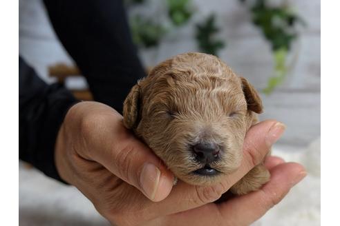 成約済の静岡県のトイプードル-72594の9枚目