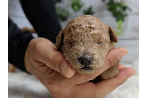 成約済の静岡県のトイプードル-72594の8枚目